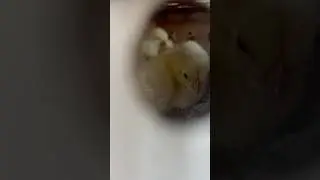 Sweetest mail delivery 🚚🐥 50 chicks! #chicks #chickens #babychicks