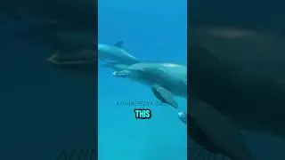 Fun Facts about Dolphins!