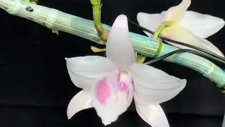 Xả. Vọng Xưa.Hồng M&atilde;n Nguyệt . Cờ Đỏ.SNSL.Ngoạ V&acirc;n. Đại C&aacute;t.0385.915.993