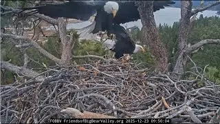 Windy day, Jackie and Shadow bring 10 twigs 23.12.2025 @FOBBVCAM