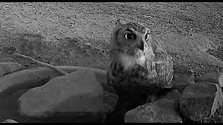 Owl gets in the water only to hop out to the other side.