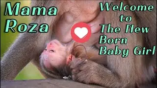 🔴Double Blessing Day 💖 | Congratulations Mama Monkey Roza on the Safe Birth of Her Baby Girl