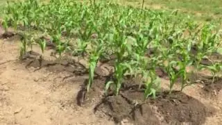 Silver Queen corn growing in Zone 7