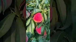 #watan #fruit #Shaistawatan#photography