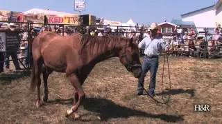 Horsemanship demonstration