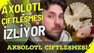 RRaenee, Elraenn ''Aksolotllar Nasıl &Ccedil;ifleşir' İzliyor &ndash; Baştan Sona Tepki