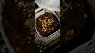 First year growing Cilantro!