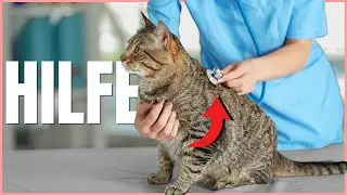 Rette deiner Katze SOFORT das Leben, wenn sie DAS tut! 💡