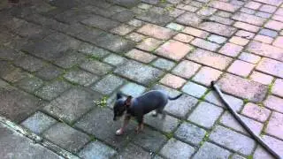 Honey, Juniper, Xander and Oliver Chihuahuas Puppies for adoption