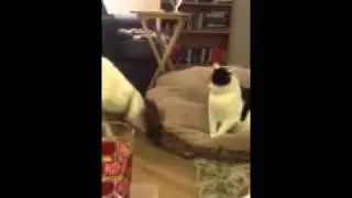 Soft dog hard cat