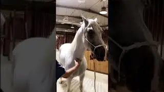 تكملة اللقاء مع البرفسور الأمريكي وحديثه عن بعض صفات ومميزات الخيل العربية الأصيلة👌🏻