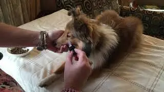 Cooperative Care with Deb Jones - Handling the Head: Tigger eye drop introduction