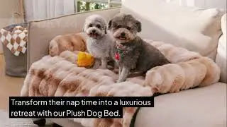 #petcare #pethealth #dogmomlife #catmomlife #dogdentalcare #petproducts #petboutique #smallbusiness