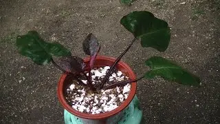 Baby Pink Princess Philodendron (BbPPP)