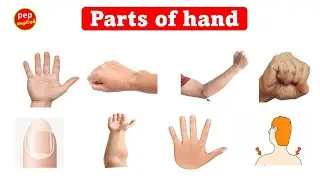 Parts of Hand | English Vocabulary | Learn English words