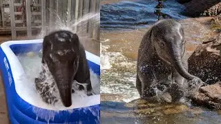Самый милый всплеск! 🐘 Знакомьтесь, Ксеркс, слоненок, обожающий воду.