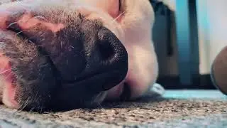 Relaxing Music for Dogs: Calming Sounds for Anxiety and Relaxation