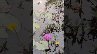 blue water Lily flower in water pond 💐💐..#beautiful #shorts #flower