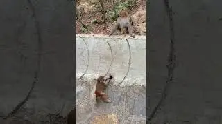 Baby monkey climbing wall 🐒 | #monkey