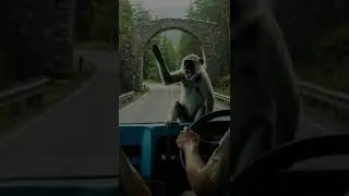 Monkey Save Human#animals #respectshorts  #rescueanimals #humanity