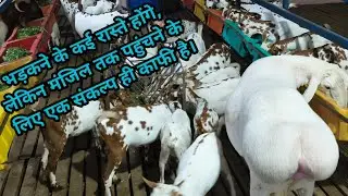 बिहार का सबसे बड़ा बरबरी गोट फार्म