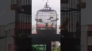 New Yellow Eye Finch Singing training video 