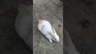 #comedy #funny #fun #myfirst #rabbit #animal #shartvideo #bunny #cute #animals