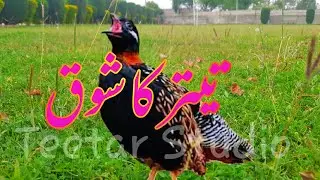 kala teetar ki awaz | subhan teri qudrat | kala teetar voice | kala teetar sound