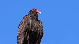Get To Know The Turkey Vulture