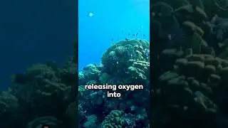 Sea's Breath: The Oxygen Factory #earth #science #physics #life #oxygen #energy #chemistry