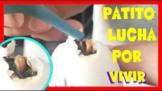 PATO NACIENDO PATO LUCHA POR SU VIDA PATITO NECESITA AYUDA NO PUEDE SALIR DEL HUEVO