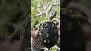 Turtle's Mangrove Home Under Threat #shorts
