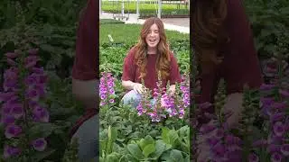 Great Garden Plants Behind the Scenes Greenhouse Tour: Part 2-Foxglove