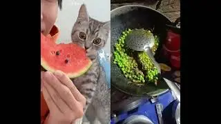 #cat #breakfast #Matar ki sbzi#😋🤗☺️😊