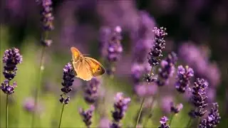 The Vibration of Equality - WingMakers (subtitled)