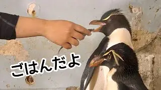 ミナミイワトビペンギン　ごはんの時間です【のんほいパーク】Southern rockhopper penguin Toyohashi Zoo 