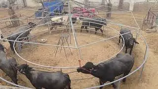LDF Bull Exercise Ring