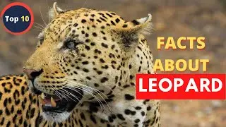 10 Leopard Facts