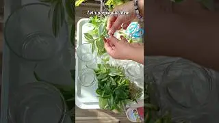 Tradescantia pistachio is the fastest growing plant water #tradescantia #waterplants #propagation