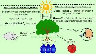 5 Minute Science: Photosynthesis: Energy for Life- NGSS MS-LS1-6