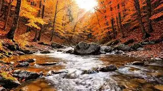 Autumn Forest Stream 🍁 Live Water Sounds for Deep Sleep, Insomnia & Relaxation
