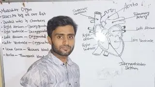 structure of HEART#viral#viralvideo#science#india#gk#facts#structureofheart