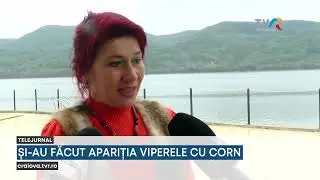 ȘI-AU FĂCUT APARIȚIA VIPERELE CU CORN