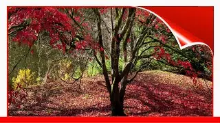 Best Maple Trees For Fall Color 🛋️
