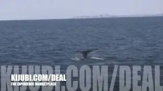 Kijubi Girls go Whale Watching in Orange County, Dana Point