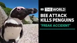 Dozens of endangered penguins killed by bees in South Africa | The World