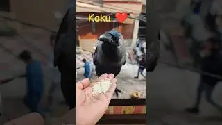 kaku crow loves raw rice 🍚 #birds #crow #raven #birdfeeding #birdwatching #nature #birdfood