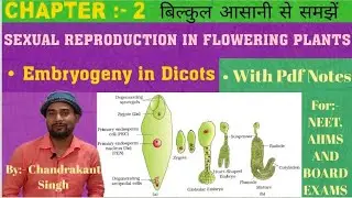 EMBRYOGENY IN DICOTS