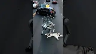 Robot Dog Prevents Cars Crash, Saving Dog!
