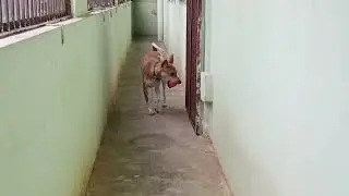 Love Honey#@SiriJyoti#pets #funny